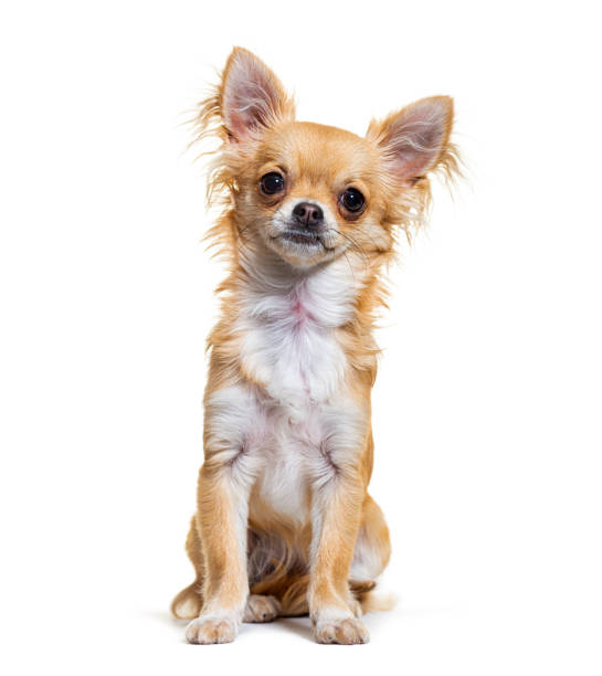 istock Beige chihuahua dog looking at camera sitting, isolated on white 1346500922
