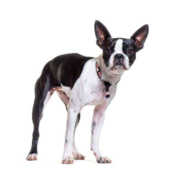 istock Boston terrier wearing a collar pink dog and standing in front, isolated on white 1346500923