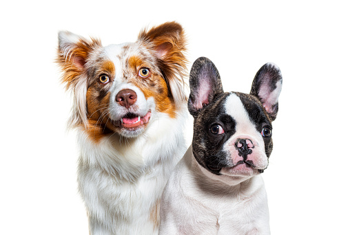 Head shot of a two dogs, puppy french bulldog and australian shepherd dog, looking at camera, facing, isolated on white