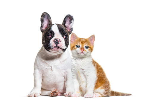 puppy french bulldog and kitten crossbred cat, cat and dog, sitting, isolated