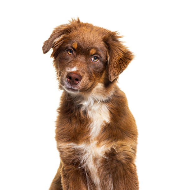 istock Head shot brown Australian shepherd dog looking at camera, isolated on white 1346501926