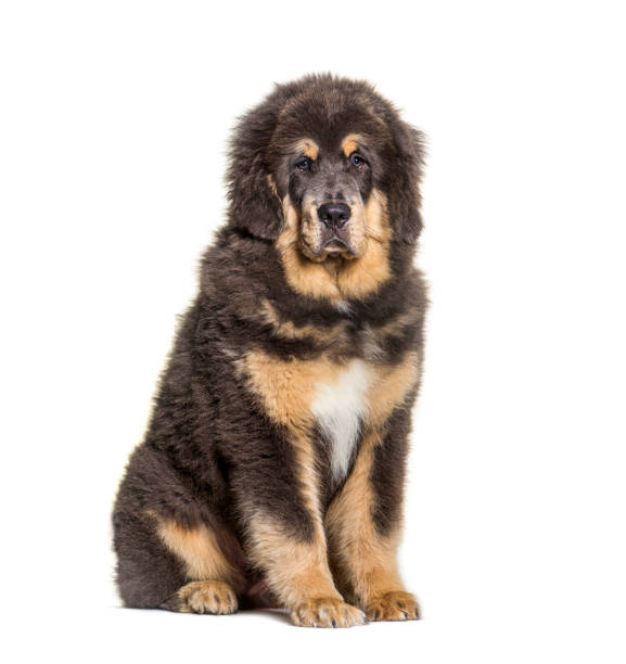 앉아 갈색 티베트 마스티프 개, 흰색에 고립 - tibetan mastiff 뉴스 사진 이미지