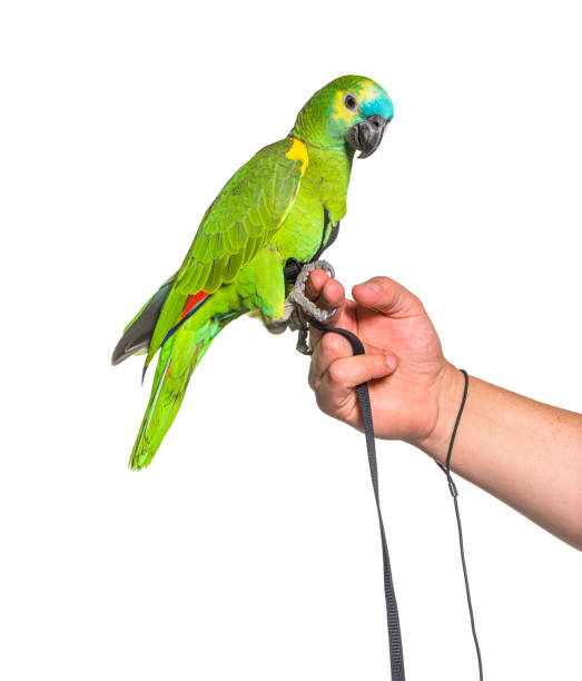 istock Side view of Turquoise-fronted amazon hold in a human hand with an harness 1346502691