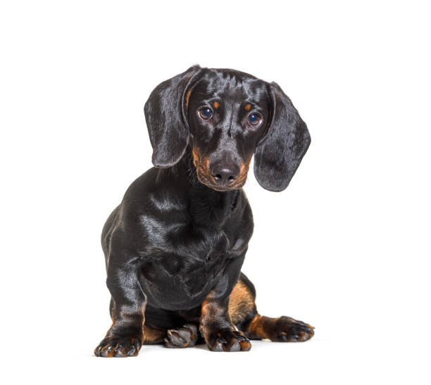 istock Dachshund dog, sitting in front of white background 1346502814