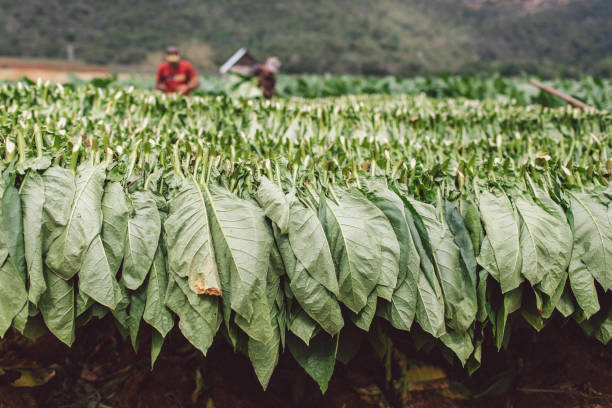 istock Close-Up Of Crops Growing On Field 1346502886