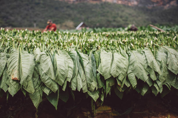 istock Close-Up Of Crops Growing On Field 1346502923