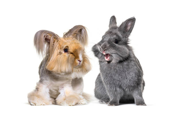 2匹のウサギが一緒に、1人は手入れされ、もう1匹は笑っている - アンゴラうさぎ ストックフォトと画像