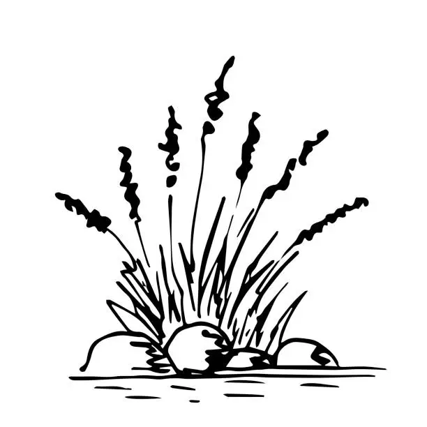 Vector illustration of Simple hand-drawn vector drawing in black outline. Lake shore, river. Reeds, panicle inflorescences, stones in the water, swamp. Nature, landscape, duck hunting, fishing. Ink sketch.