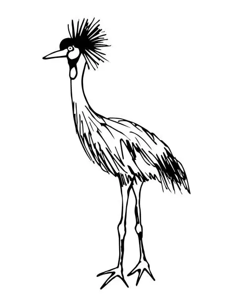 Vector illustration of Simple hand-drawn vector drawing in black outline. Eastern crowned crane. Wildlife, birds, ornithology. Zoo. Ink sketch.