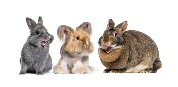 pequeno grupo de três coelhos 3 rindo juntos, um preparado e os outros dois estão rindo - rabbit hairy gray animal - fotografias e filmes do acervo