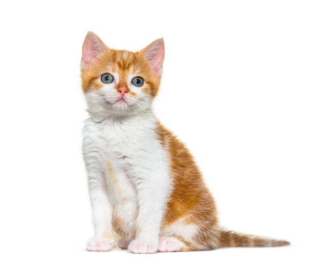 istock Kitten Mixed-breed cat ginger and white, Isolated on white 1346503794