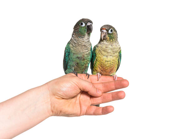 istock two Green Conure birds hold on an human hand, isolated 1346504035