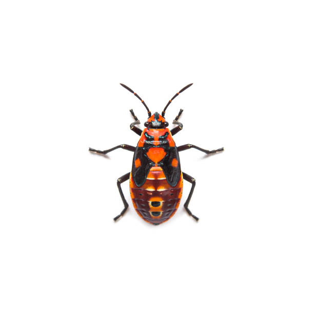 istock Nymph stage of seed bug, Spilostethus pandurus, a Lygaeinae specie, isolated on white 1346504177