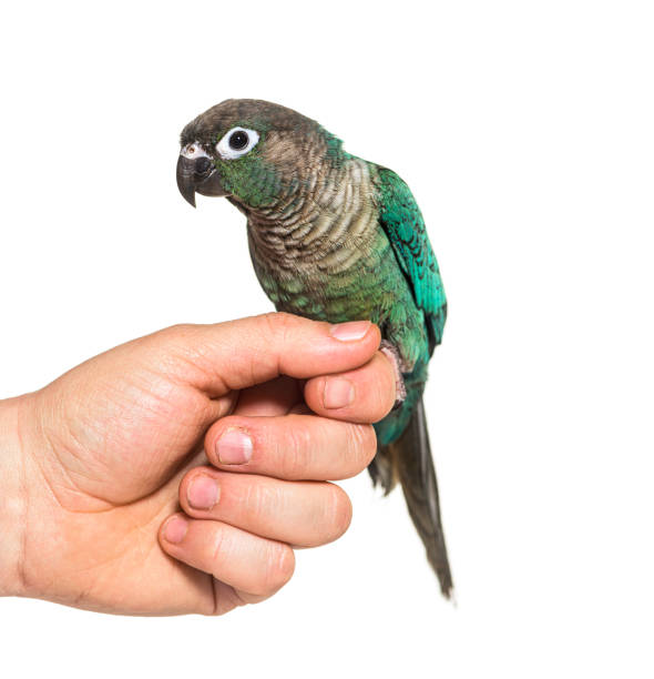 istock Green Conure hold on an human hand, isolated 1346504207