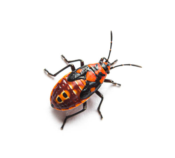 istock Nymph stage of seed bug, Spilostethus pandurus, a Lygaeinae specie, isolated on white 1346504218