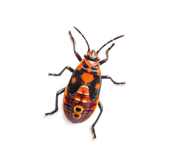 istock Nymph stage of seed bug, Spilostethus pandurus, a Lygaeinae specie, isolated on white 1346504220
