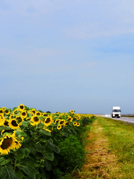 車は高速道路に沿って運転し、その隣にはひまわり畑があります - country road trucking car yellow ストックフォトと画像