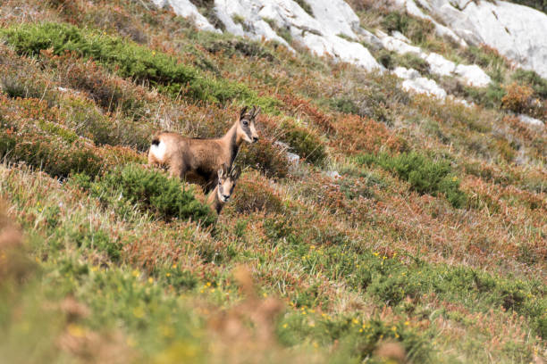 istock Two chamois or chamois 1346504333
