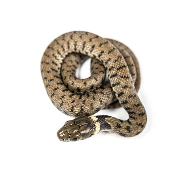 istock Grass snake, Natrix natrix, Isolated on white 1346505178