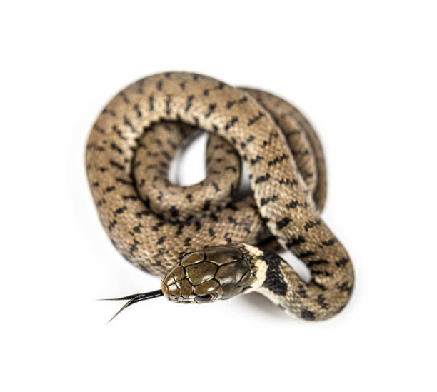 istock Grass snake sniffing tongue out, Natrix natrix, Isolated on white 1346505180