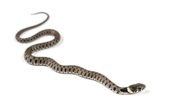 istock Grass snake, Natrix natrix, Isolated on white 1346505376