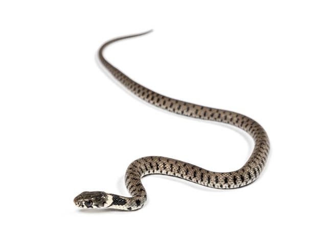 istock Grass snake, Natrix natrix, Isolated on white 1346505390