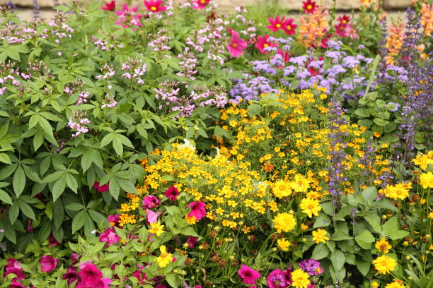istock Colorful mix of flowers 1346507146