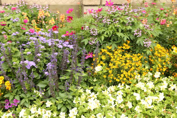 Colorful flower garden with ornamental plants