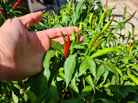 Male hand is checking the progress of growth of chili pepper plants in his garden.