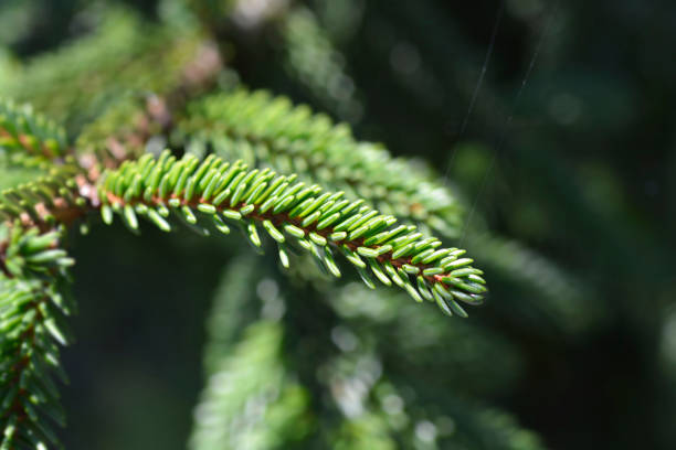 Yellow-tipped Caucasian spruce Yellow-tipped Caucasian spruce - Latin name - Picea orientalis Aureospicata oriental spruce stock pictures, royalty-free photos & images