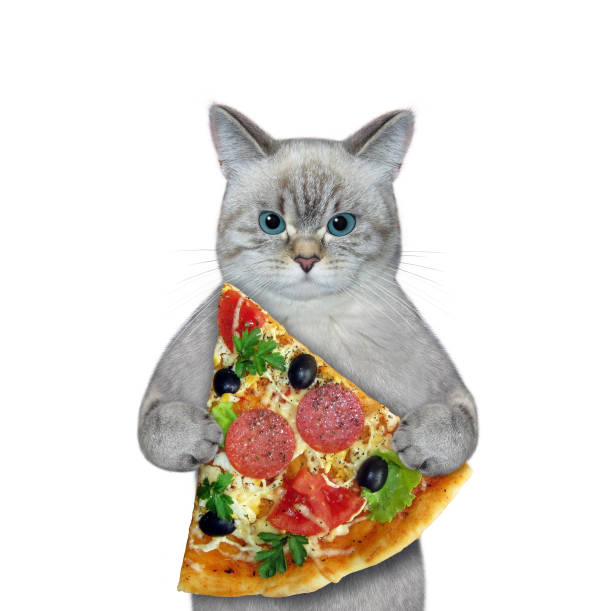 cinzas de gato segura fatia de pizza - ashen - fotografias e filmes do acervo