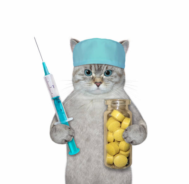 istock Cat ash holds syringe and pills 1346508349