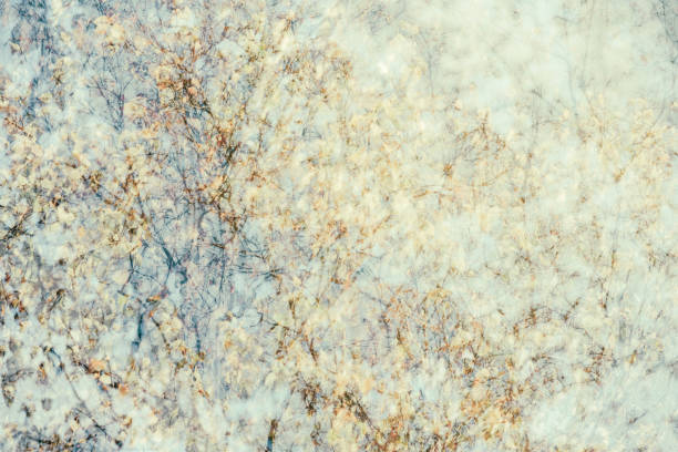 Birch tree with yellow leaves in pastel color in abstract color background and from sweden nature