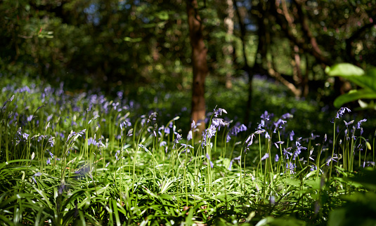 A natural, natures carpet of blooming bluebells flowing on a woodland forest floor in spring.