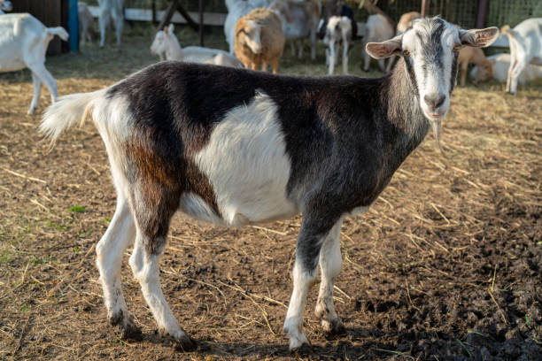 istock Pet goat on the farm yard. 1346509226