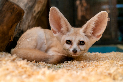 The fennec fox (Vulpes zerda) is a small nocturnal fox that lives in the Sahara Desert.