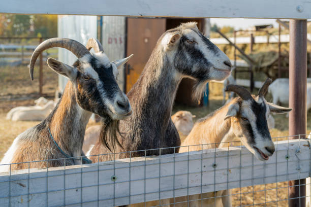 istock Pet goat on the farm yard. 1346509245
