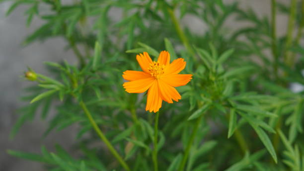 istock Yellow flower in green leaf close up 1346510717