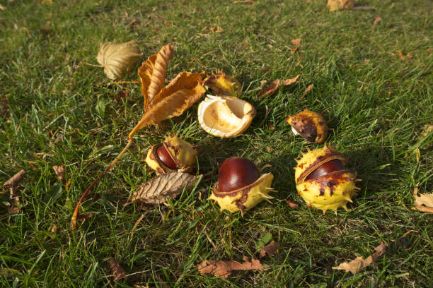 horse chestnut conkers on ground, aesculus hippocastanum, conker