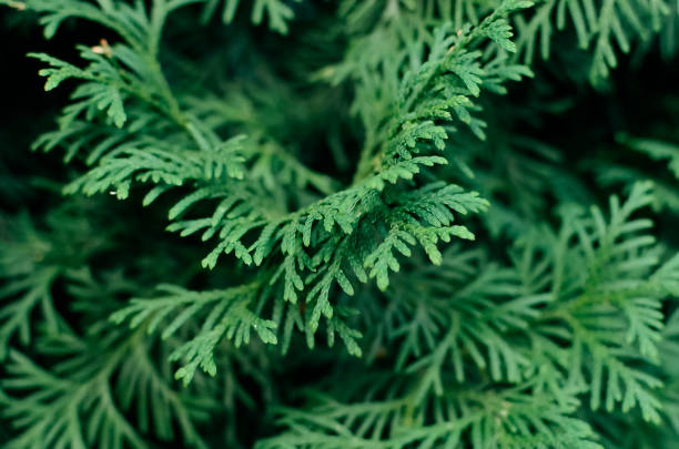 istock thuja close-up. Beautiful natural background. 1346512369