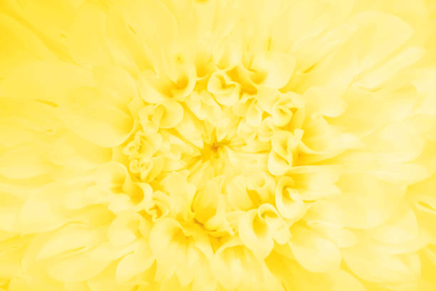 A yellow Dahlia flower.