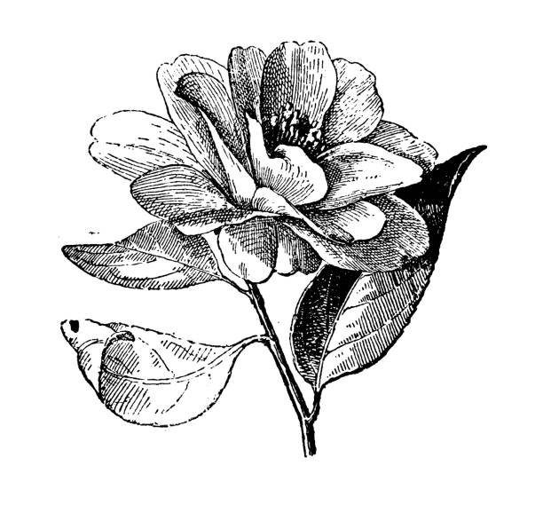 2,800+ Camellia Drawing Illustrations, Royalty-Free Vector Graphics ...