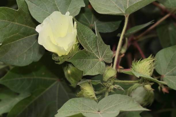 istock white cotton flowers in bloom 1346512928