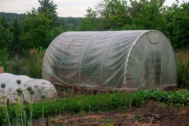 istock small greenhouse in the garden 1346513647