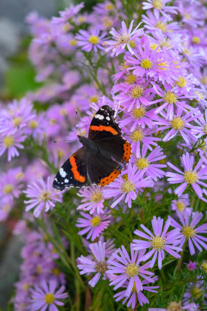 butterfly Atalanta (Vanessa atalanta) or Red Admiral drinks from flowers of pink Aster butterfly Atalanta (Vanessa atalanta) or Red Admiral drinks from flowers of pink Aster vanessa atalanta stock pictures, royalty-free photos & images