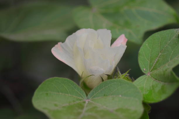 istock white cotton flower blooming on cotton crop 1346513952