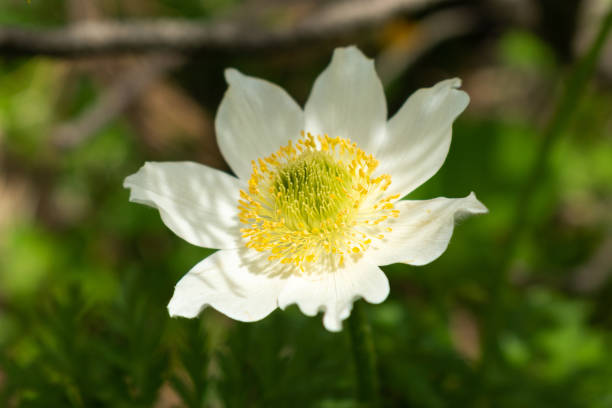 istock Alpine flowers in Sareis in Liechtenstein 1346517351
