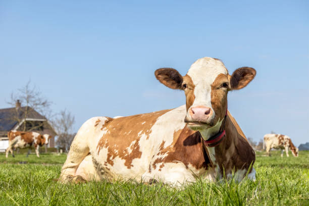 istock A cow chewing mouth open, red and white in a pasture lying lazy 1346519884