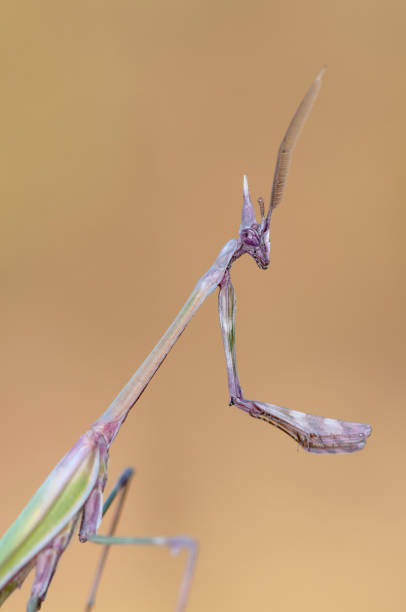 Slabhead Mantis Conehead Mantis - Banco de fotos e imágenes de stock - iStock