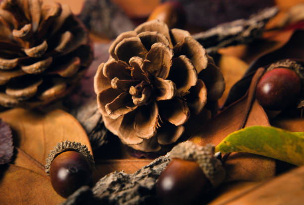 istock Dried pine cone surrounded by acorns and brown leaves 1346521112